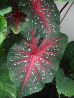DSCF2374